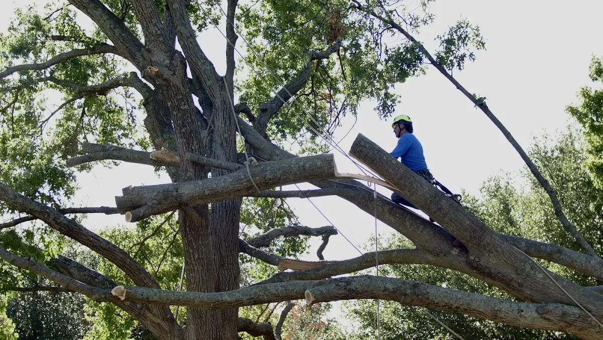 Professional Hazardous Tree Removal performed by certified arborists in Sicily Island