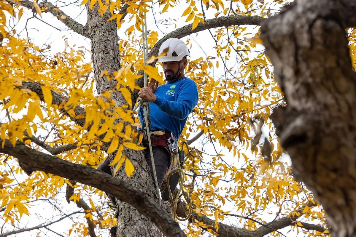 Skilled Tree Pruning crew working in Sicily Island