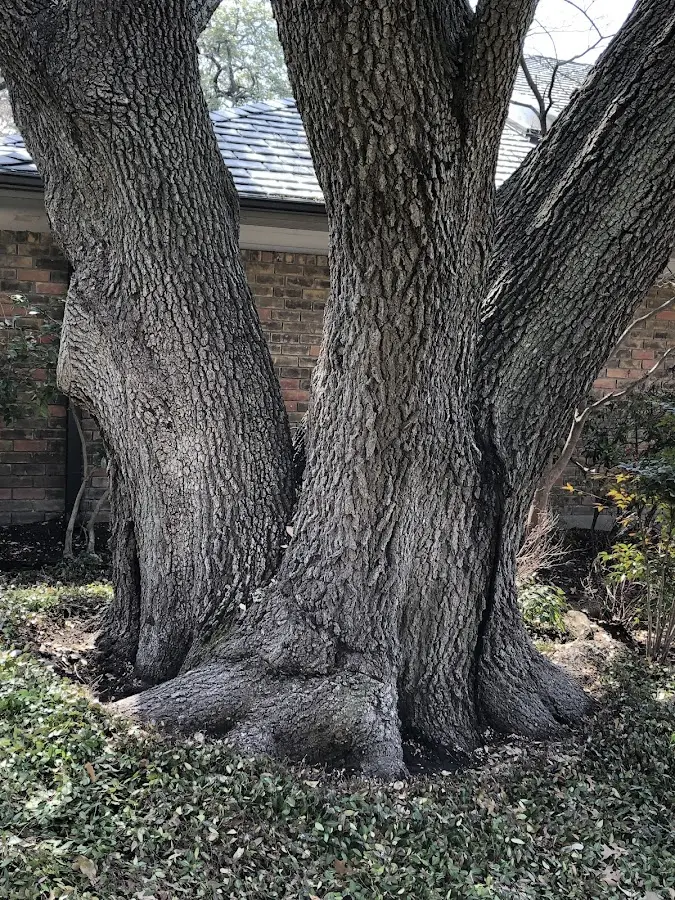 Mature heritage tree close to a Sicily Island property cared for by certified arborists